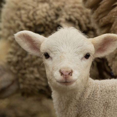 Come and see the new-born lambs at Broomfield Hall!