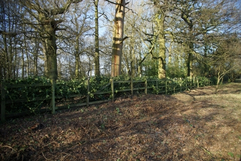  Volunteers make fast work of an ancient hedge