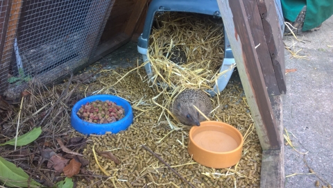 Hedgehog Release Planned At Derby College 